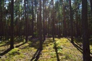 lasy janowskie Kruszyna